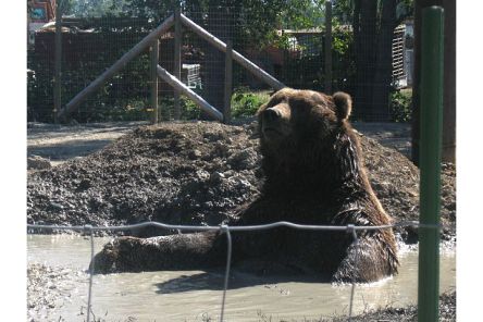 bear in mud
