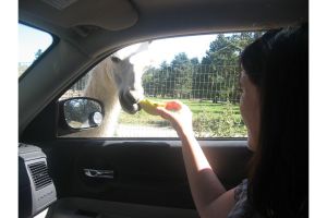 mama feeding llama